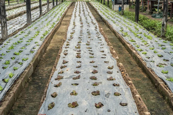 温室蔬菜的种植 — 图库照片