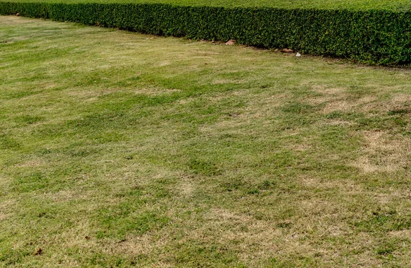 Rumput Hijau Dengan Tanaman Hijau Dipangkas Lindung Taman — Stok Foto