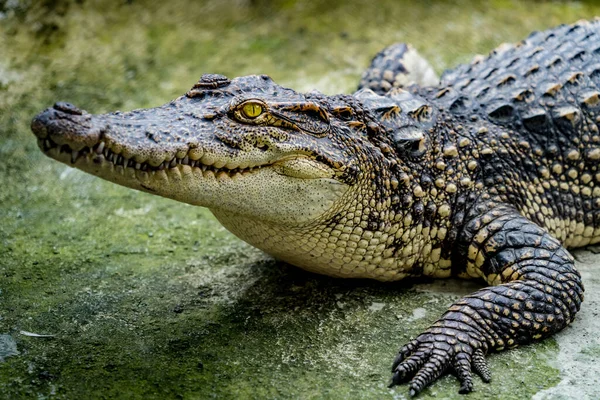 Szoros Kép Krokodil Állatkertben — Stock Fotó