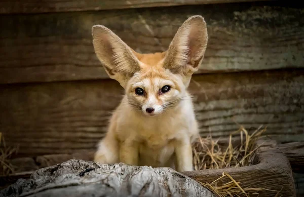 Imagen Fennec Fox Zoológico — Foto de Stock