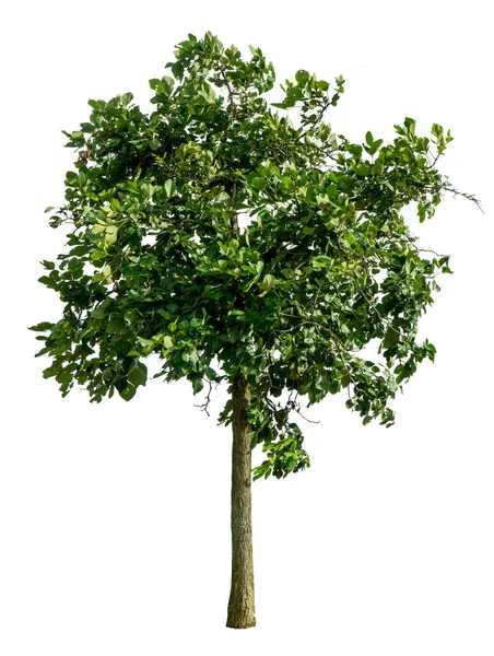 Albero Verde Isolato Sfondo Bianco — Foto Stock