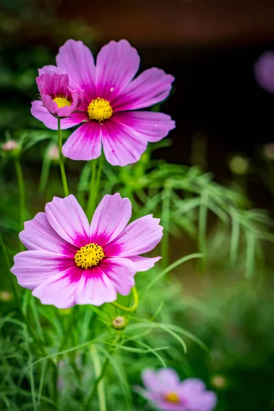 Flores Cosmos Roxas Fundo Verde Desfocado — Fotografia de Stock