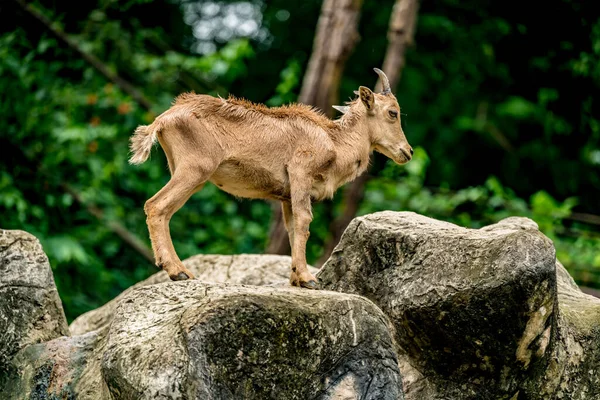 Jovem Montanha Grande Chifre Ovelhas Rocha — Fotografia de Stock