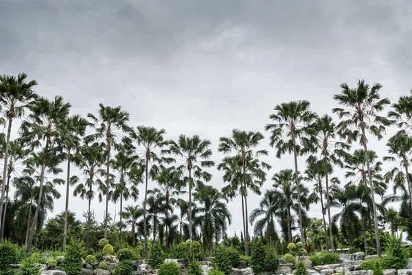 Rock Garden Coconut Trees Cloudy Background — Stock Photo, Image