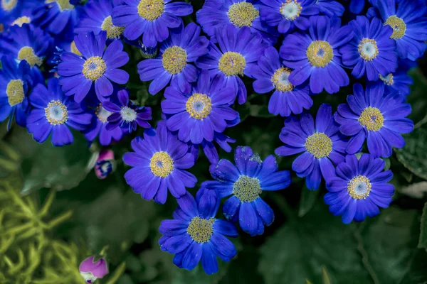 Schöne Blaue Blüten Mit Grünen Blättern Hintergrund — Stockfoto