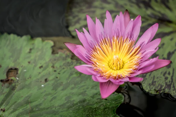 Flor Loto Rosa Hojas Verdes Loto Estanque — Foto de Stock