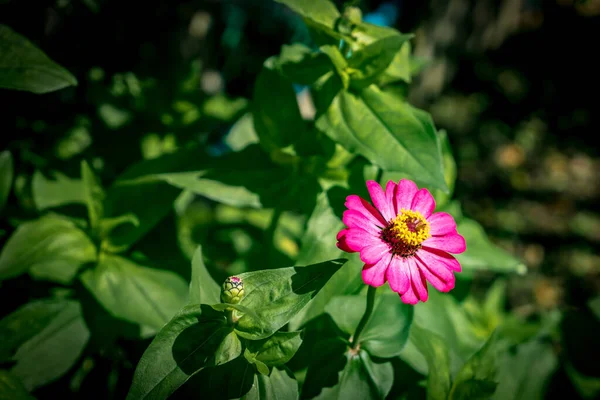 Rosa Blume Auf Grünem Blätterhintergrund — Stockfoto