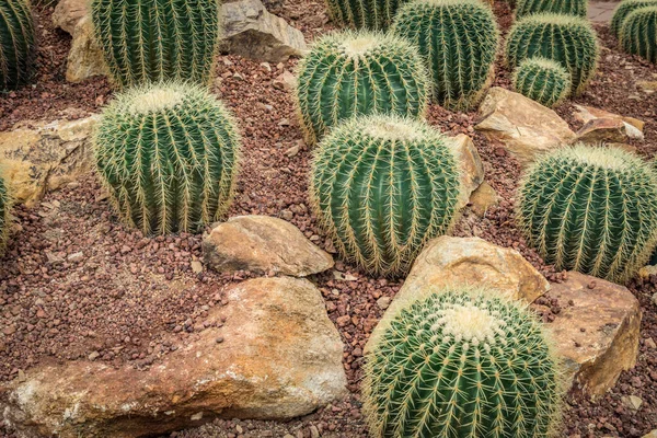 Zelený Kaktus Malém Štěrku — Stock fotografie