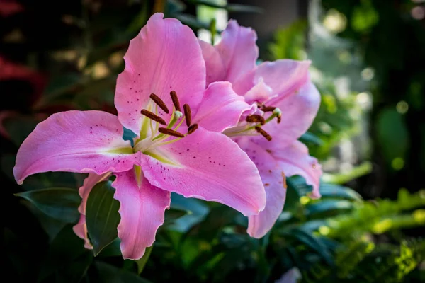 Yeşil Yapraklar Üzerinde Pembe Zambak — Stok fotoğraf