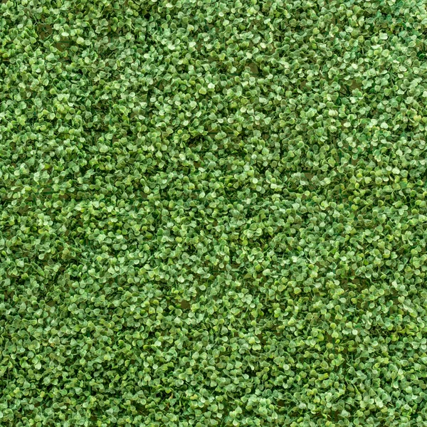 Kunstmatige Groene Bladeren Muur — Stockfoto