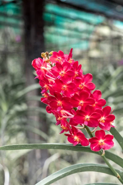 Orchidée Rouge Avec Des Feuilles Vertes Fond Flou — Photo