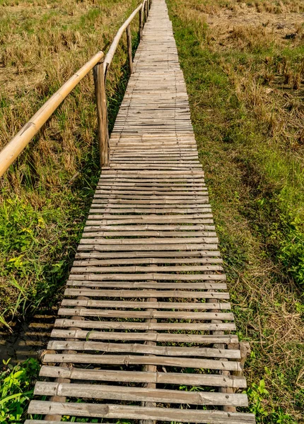 Caminho Bambu Campo Tailândia — Fotografia de Stock