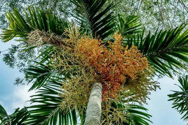 Fruit of fox tail palm with green leaves