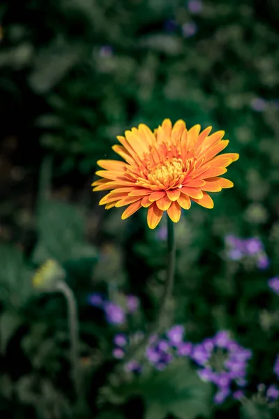 Помаранчева Квітка Гербери Фоні Зеленого Листя — стокове фото