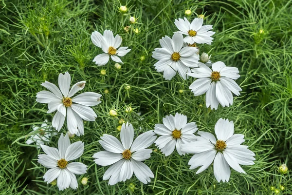 Flor Branca Fundo Folhas Verdes — Fotografia de Stock