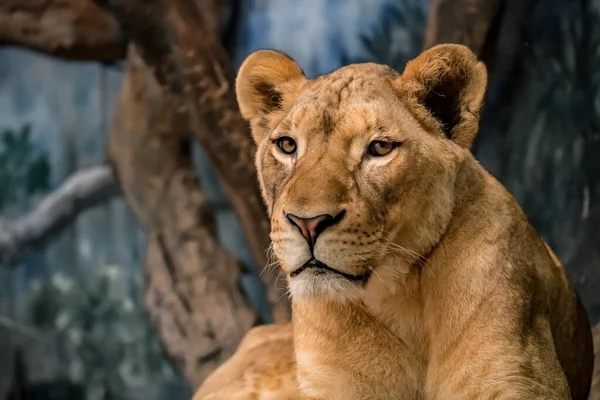 Female Lion Lioness Ground — Stock Photo, Image