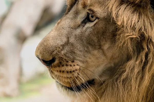 Aslan Yüzünün Yakın Plan Görüntüsü — Stok fotoğraf