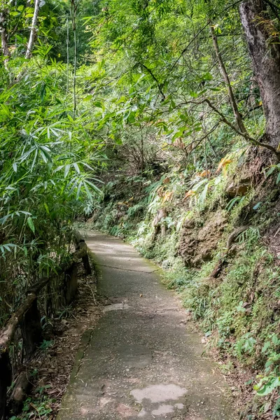 Betonnen Pad Het Bos Met Takkenreling — Stockfoto