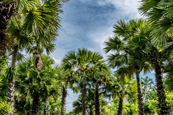 Mavi Gökyüzü Arka Planına Sahip Yeşil Palmiye Ağaçlarının Resmi — Stok fotoğraf