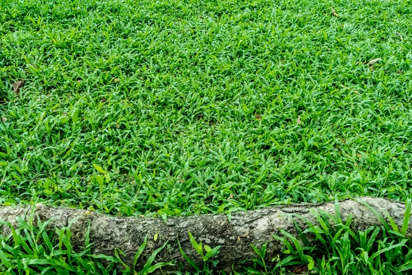 Akar Pohon Besar Dengan Latar Belakang Tekstur Rumput Hijau — Stok Foto