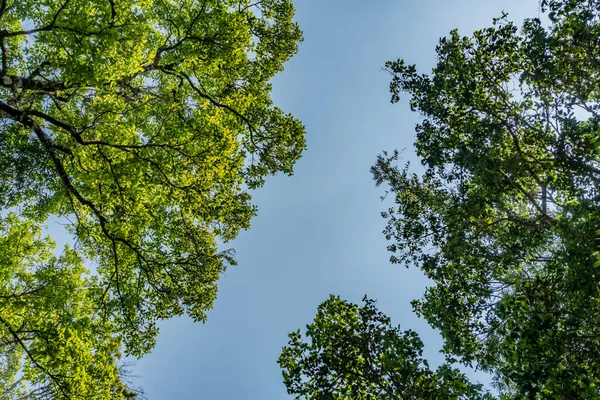 Topo Árvores Verdes Vista Baixo Com Céu Azul — Fotografia de Stock