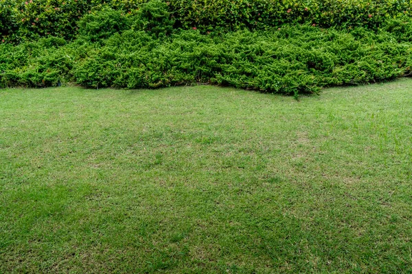 Rumput Hijau Dengan Tanaman Hijau Lindung Taman — Stok Foto
