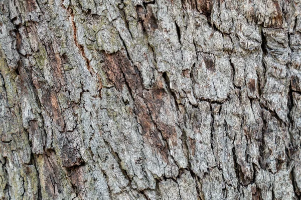 Arbre Écorce Texture Fond Simple — Photo