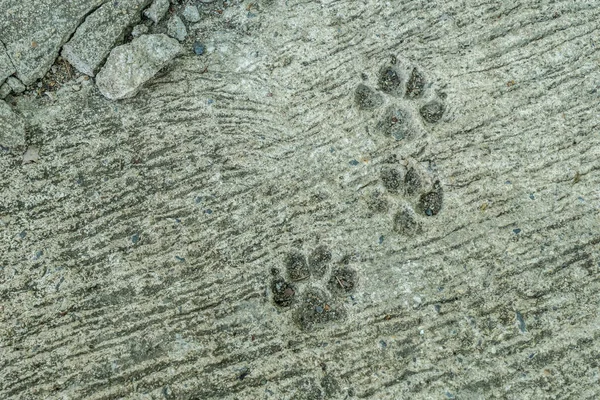 Dog foot print on concrete floor