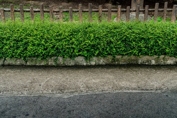 Πράσινος Φράχτης Τσιμεντένιο Πεζοδρόμιο — Φωτογραφία Αρχείου