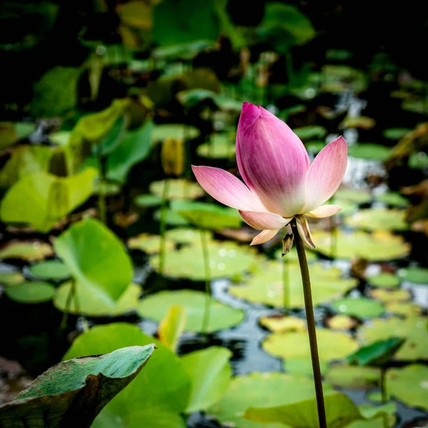 Pink Lotus Flower Lotus Green Leaves Pond — Stock Photo, Image