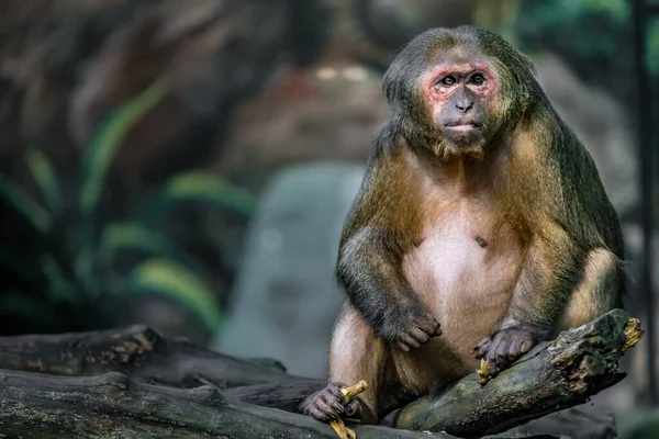 Alter Brauner Affe Sitzt Auf Ast — Stockfoto