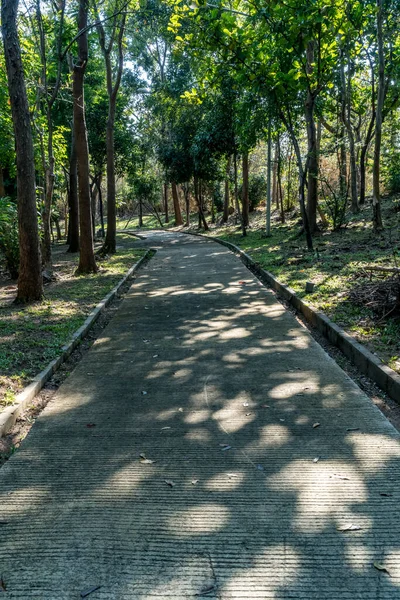 Strada Cemento Con Alberi Verdi Nel Parco — Foto Stock