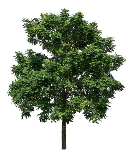 Albero Verde Isolato Sfondo Bianco — Foto Stock