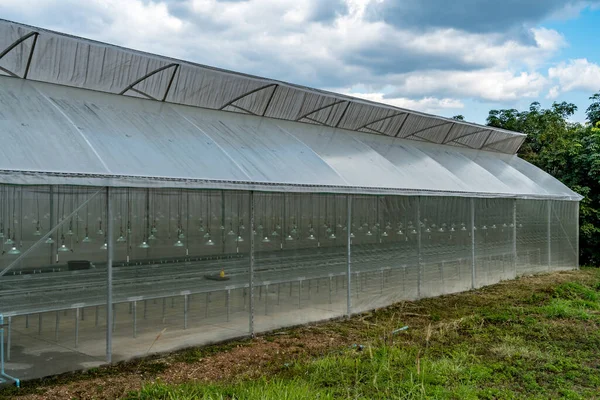 Greenhouse Glasshouse Blue Sky Background — Stock Photo, Image