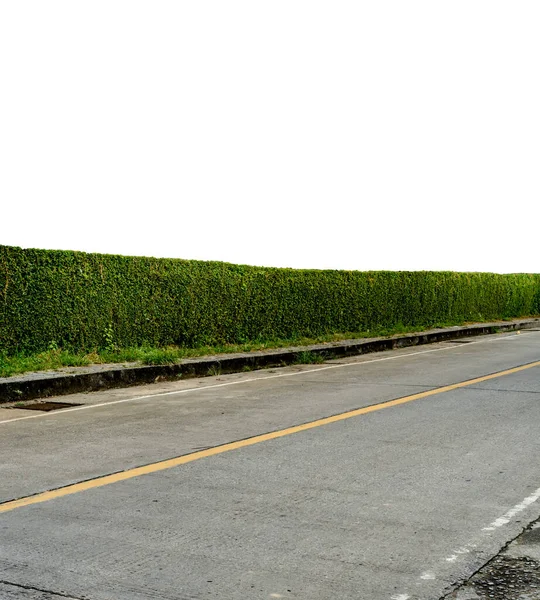 Beyaz Arka Planda Beton Yolu Olan Yeşil Çit — Stok fotoğraf