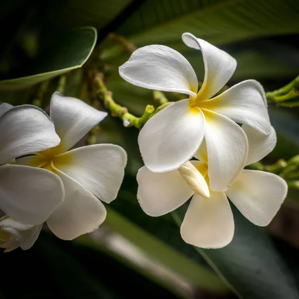 Квіти Сливи Зеленим Розмитим Листям Фону — стокове фото