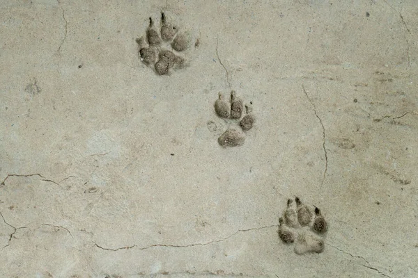 Hundefußabdruck Auf Betonboden — Stockfoto