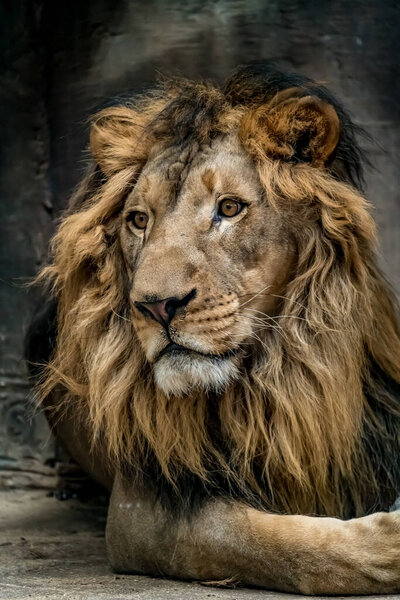 Close up image of Lion's face