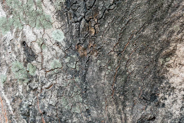树皮质感简单背景 — 图库照片