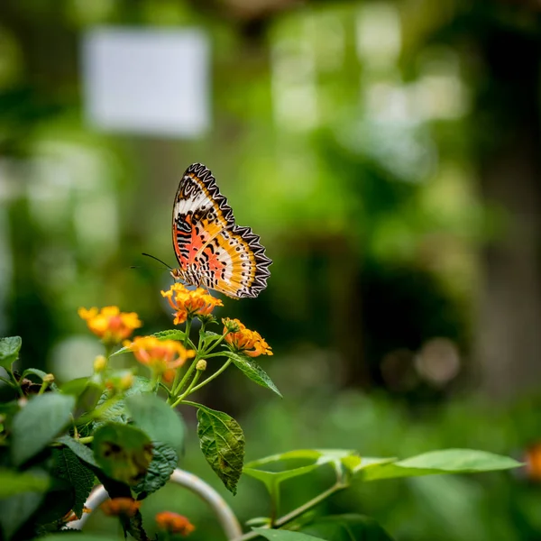 Borboleta Flores Com Folhas Verdes Fundo — Fotografia de Stock