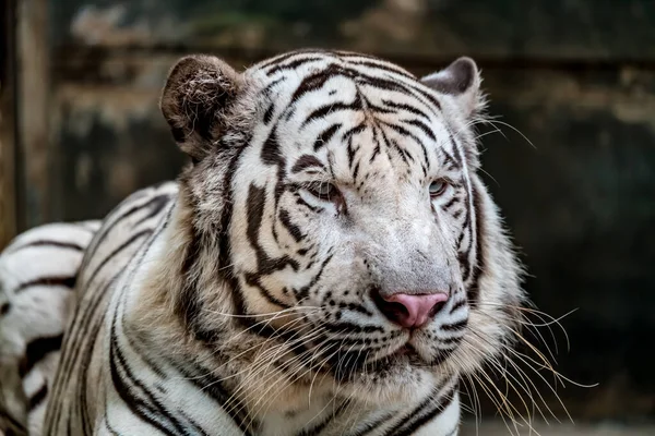 Close Afbeelding Van Witte Bengaalse Tijger — Stockfoto