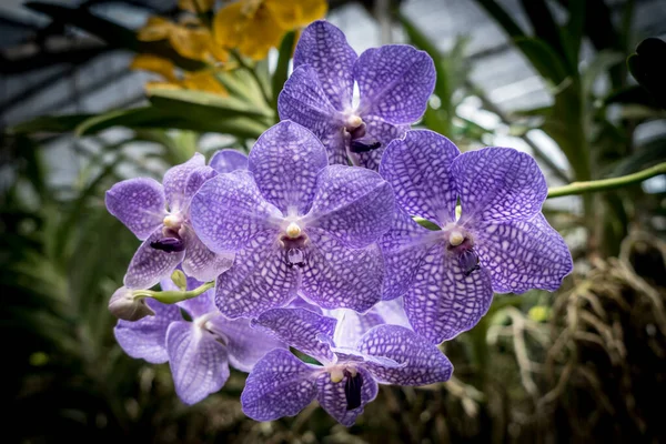Фиолетовая Орхидея Зелеными Листьями Размытый Фон — стоковое фото