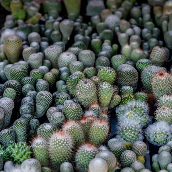Différents Types Cactus Vert Pot Plastique Noir — Photo