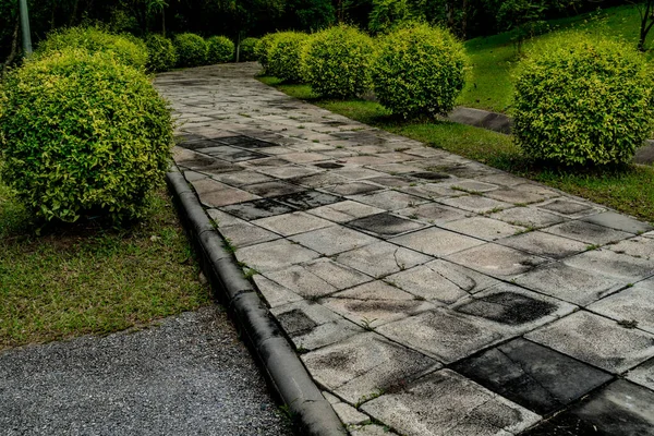 Chemin Blocs Béton Avec Plantes Taillées Dans Parc — Photo