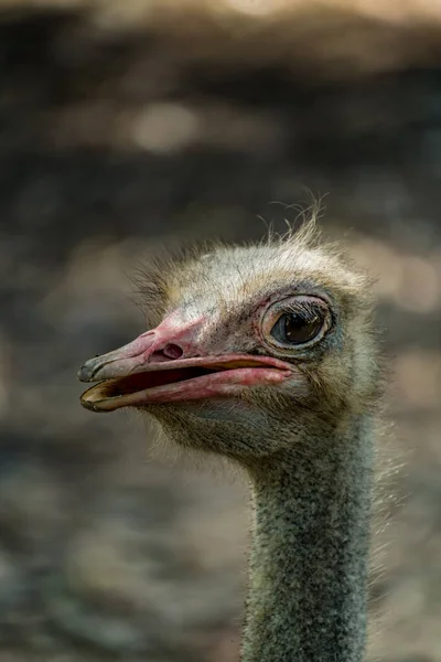 Closeup Image Ostrich Head — Stock Photo, Image