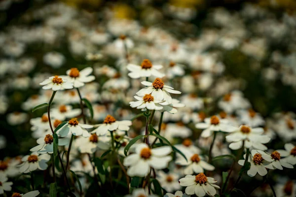 白いデイジーの花のイメージ — ストック写真