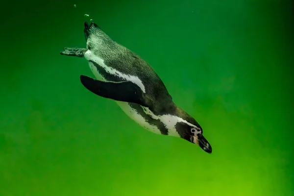 Afbeelding Van Pinguïn Groen Water — Stockfoto