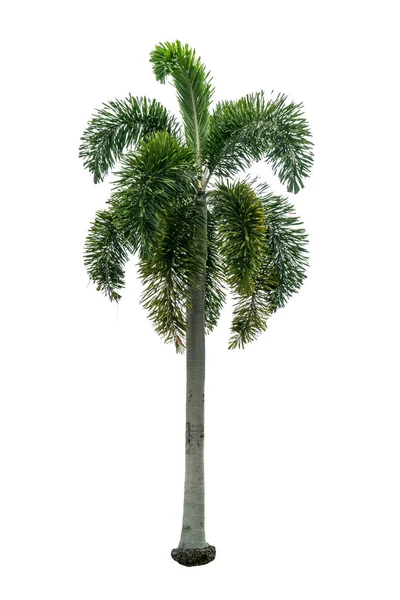 Πράσινο Απομονωμένο Φοινικόδεντρο Λευκό Φόντο — Φωτογραφία Αρχείου