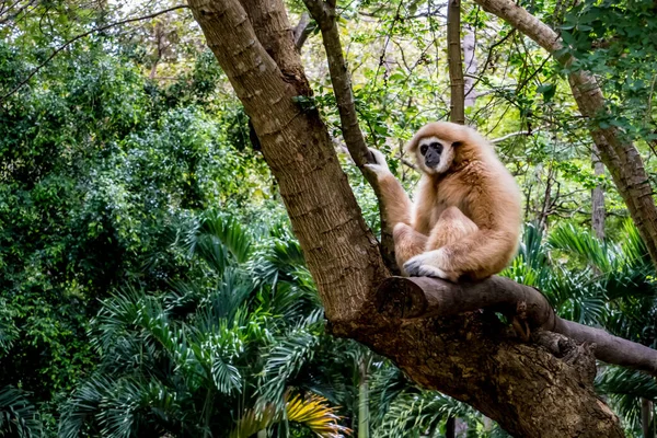 Brauner Gibbon Sitzt Auf Dem Ast Eines Großen Baumes — Stockfoto
