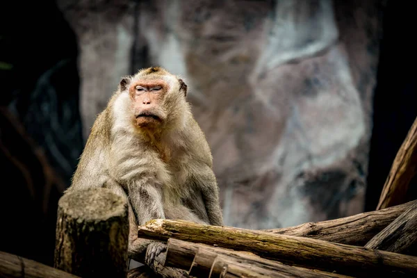 Alter Brauner Affe Sitzt Auf Ast — Stockfoto